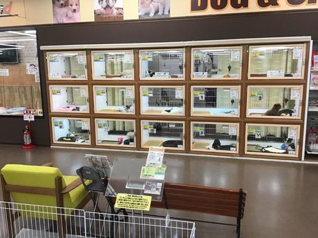 ペットアイランド海老名店 犬猫生体販売スタッフの募集詳細