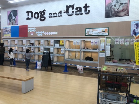 ディスワン相模大野店 犬猫生体販売スタッフの募集詳細