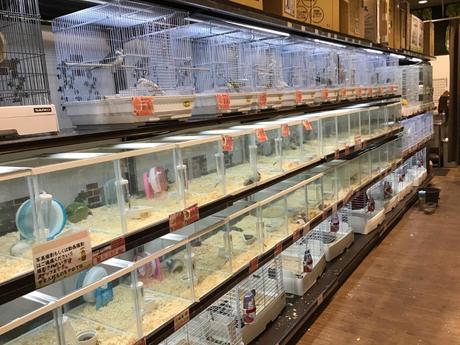 ペッツワン木更津金田店 鳥 小動物 アクアコーナー 鳥 小動物生体販売スタッフの募集詳細