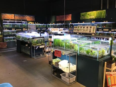 ペッツワン茂原店 ペットショップ 販売スタッフの募集詳細