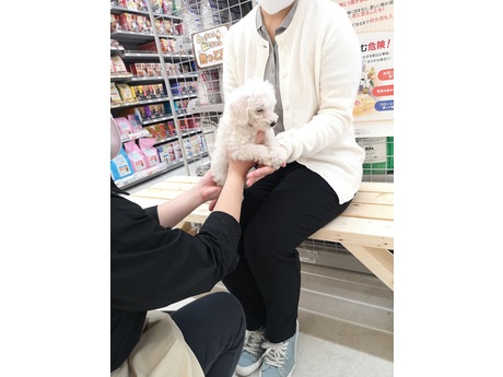 ペットアミ野田店 犬猫生体販売スタッフの募集詳細