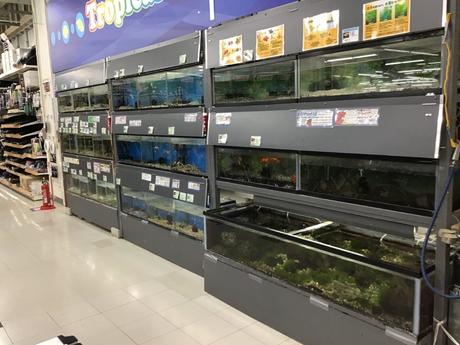 エスポット藤枝店ペットショップ トリマーの募集詳細