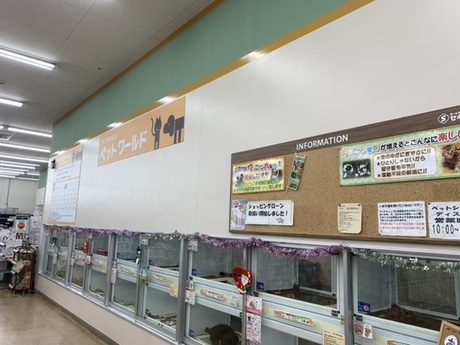 ディスワン熊谷小島店 ペットショップ販売スタッフの募集詳細