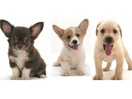 ディスワン花園インター店 ペットショップ販売スタッフの募集詳細